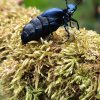 Meloe violaceus. forêts vers Sully la Chapelle. Bruno Godet